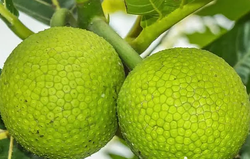Fruits à pain sur l'arbre